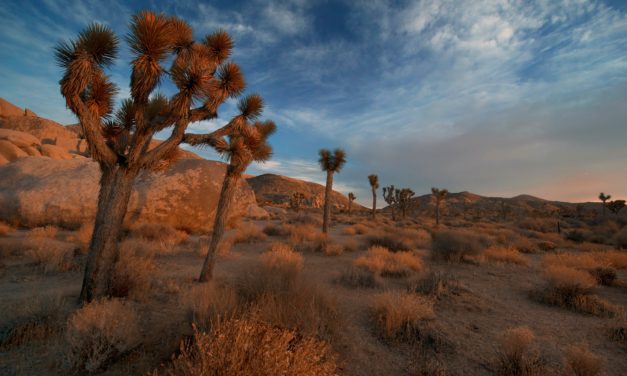 Joshua Tree National Park