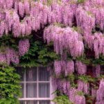 8 Tipos de Trepadeiras para o Jardim