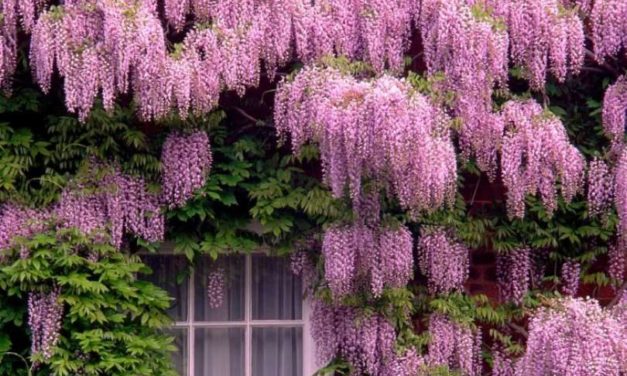 8 Tipos de Trepadeiras para o Jardim