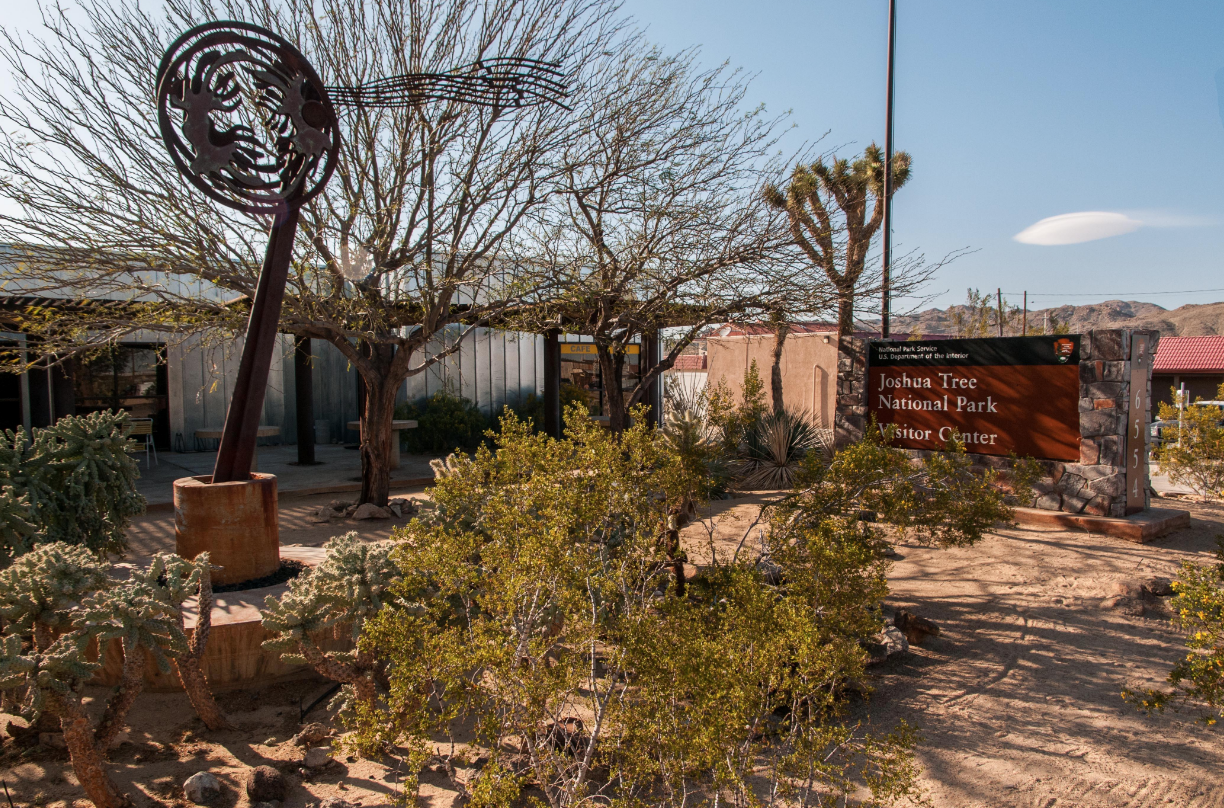 joshua tree