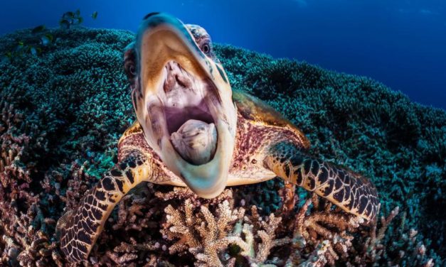 Veja as 20 melhores fots de animais selecionadas pela National Geographic