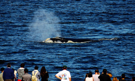 Começa a temporada de baleias no Uruguai