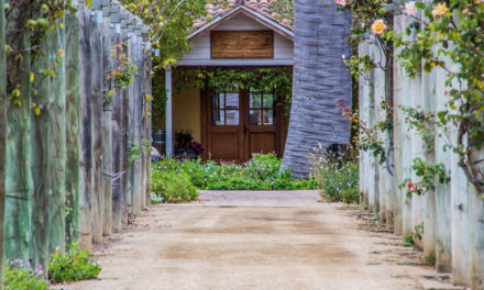 Vinícola chilena é dica de viagem para amantes de vinho