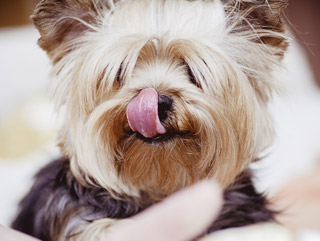 Benefícios da Alimentação Natural para seu Pet