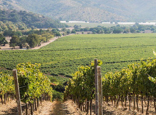 Carnaval entre vinhedos