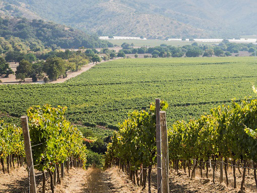 Carnaval entre vinhedos