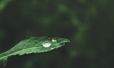 Sobre Impermanência por Lama Michel Rinpoche