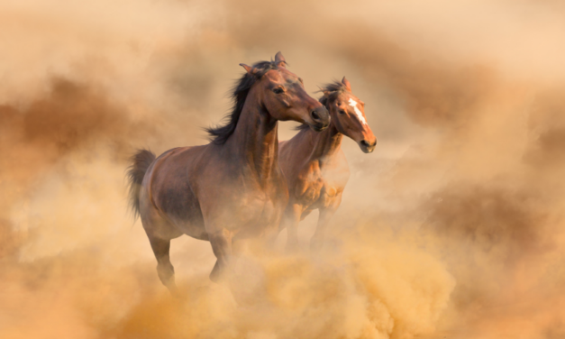 Angústia é o preço da liberdade