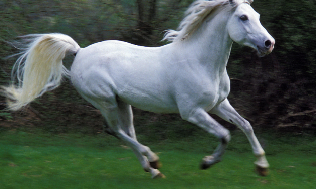 O Corpo em Frequência: O Que a Ciência de Deepak Chopra Revela Sobre Emoções e Bem-Estar