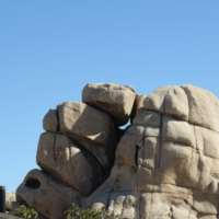joshua tree climber