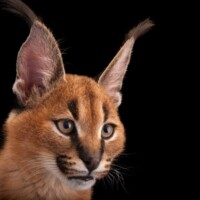 by Joel Sartore