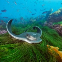 by Brian Skerry