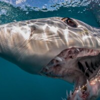 by Brian Skerry 20 best photos National Geographic