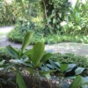 trancoso